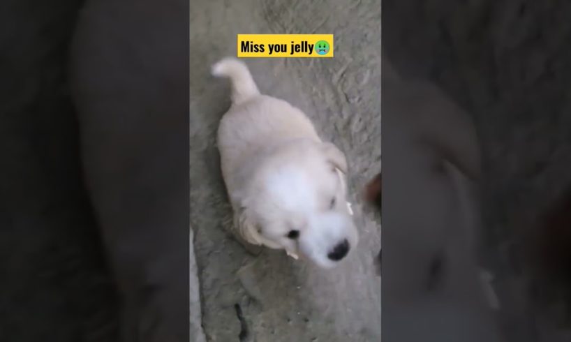 cutest puppy❤️😘(subscribe and Like for more videos) 🙏