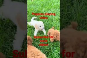 #cutest#puppy#puppylover#shortsvideo#puppies#petslover#puppydogs