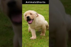 dog playing - Animals Shorts videos #Animals #shorts #dog