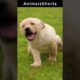 dog playing - Animals Shorts videos #Animals #shorts #dog