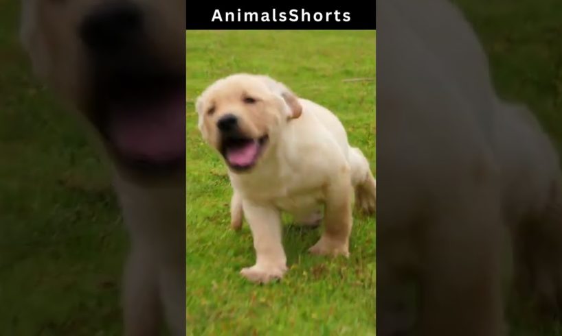 dog playing - Animals Shorts videos #Animals #shorts #dog