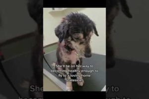 dog rescue video #short #dog #rescue #puppy