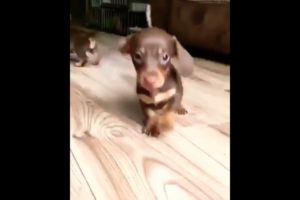 funniest cutest Labrador puppies 2 funny puppy videos 2022