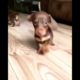 funniest cutest Labrador puppies 2 funny puppy videos 2022
