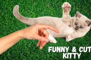 funny cats and dogs - crazy kitten playing so cute 🥰 #animals #funny #fun #funnyvideo #cats