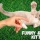 funny cats and dogs - crazy kitten playing so cute 🥰 #animals #funny #fun #funnyvideo #cats