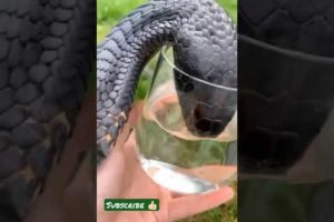 king cobra snake video, snake in ear, snake song, snake movie, snake game  snake#shorts #viral#reels