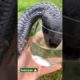 king cobra snake video, snake in ear, snake song, snake movie, snake game  snake#shorts #viral#reels