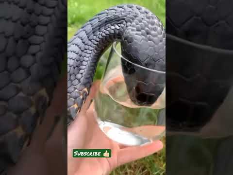 king cobra snake video, snake in ear, snake song, snake movie, snake game  snake#shorts #viral#reels