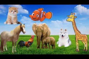 learn about familiar animals: cat, dog, chicken, horse, duck, cow, bird sounds