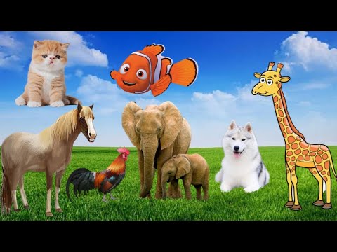 learn about familiar animals: cat, dog, chicken, horse, duck, cow, bird sounds