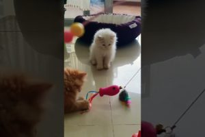 leo and Aries playing |cat | cat videos |kitten  |kitten videos| animal videos|funny videos |shorts