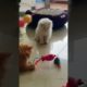 leo and Aries playing |cat | cat videos |kitten  |kitten videos| animal videos|funny videos |shorts