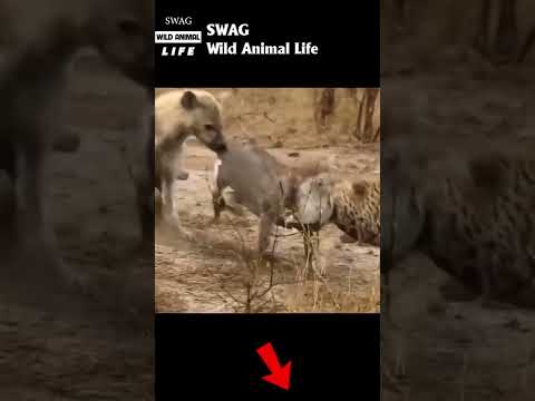 leopard and hyena compete for prey #animal #shorts #shortvideo #animals