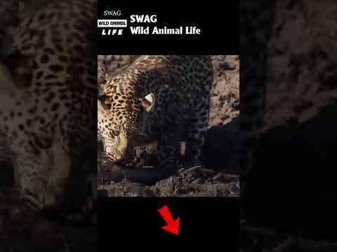 leopard attack fish in the mud #animal #shorts #shortvideo #animals