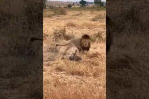 leopard surrounded by lion pride. #shorts  #animals