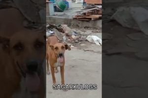 life of #streetdogs | dog's feeding videos | @SAGARKVLOGS  #dogs #ytshort #shorts #doglover