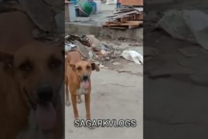 life of #streetdogs | dog's feeding videos | @SAGARKVLOGS #dogs #ytshort #shorts #doglover