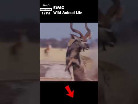 lion fight antelope to the death #animal #shorts #shortvideo #animals