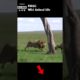 lion fight buffalo cub #animal #shorts #shortvideo #animals