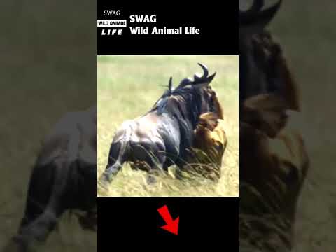 lion fight wildebeest to the death #animal #shorts #shortvideo #animals