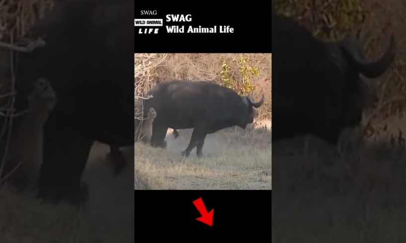 lions fight buffalo #animal #shorts #shortvideo #animals
