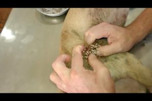 mangoworms removal on dog