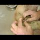 mangoworms removal on dog