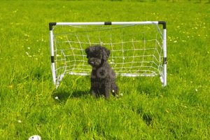 playing football with dog shorts // #animals #cutedog #funnyshorts #dogs #dogshorts #dog #doglover