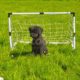 playing football with dog shorts // #animals #cutedog #funnyshorts #dogs #dogshorts #dog #doglover