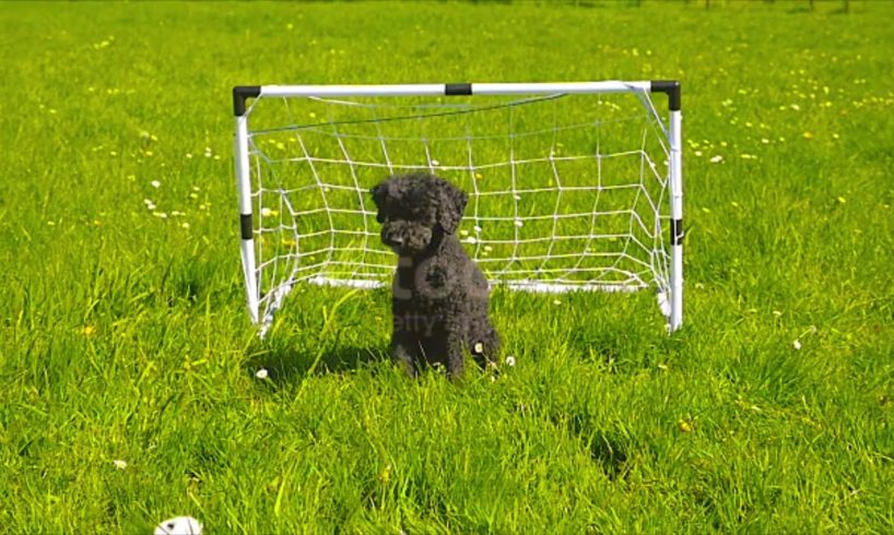 playing football with dog shorts // #animals #cutedog #funnyshorts #dogs #dogshorts #dog #doglover