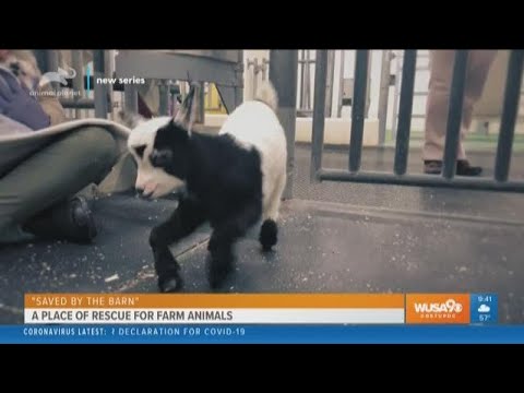 "Saved by the Barn" a place for rescued farm animals