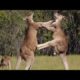 real animal fights