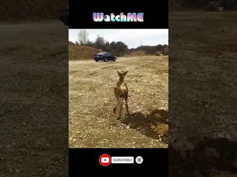 rescue animals #shorts #shortvideo #rescue #animal #cat #dog