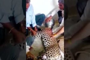 rescue leopards in india #shorts #shortvideo #rescue #animal #cat #dog
