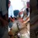 rescue leopards in india #shorts #shortvideo #rescue #animal #cat #dog