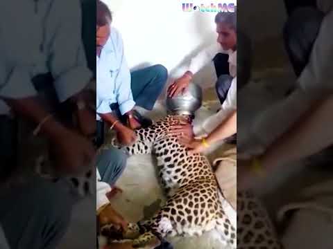 rescue leopards in india #shorts #shortvideo #rescue #animal #cat #dog
