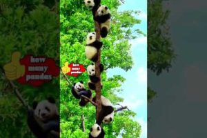 #shorts Count how many pandas there are?#fypシ #fyp #pandas #animal
