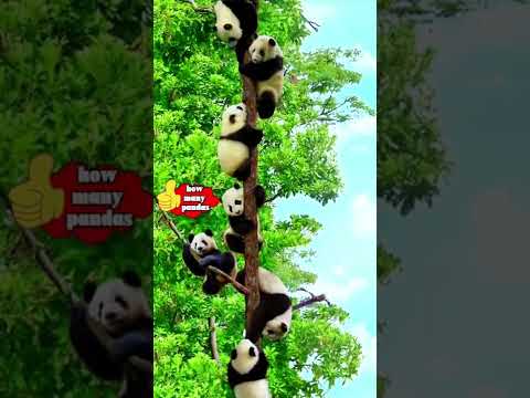 #shorts Count how many pandas there are?#fypシ #fyp #pandas #animal