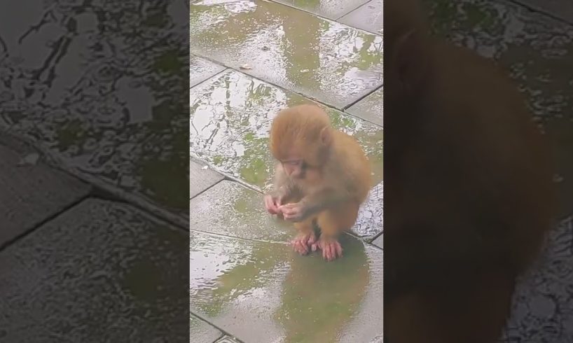 #shorts The baby is frozen in a ball#monkey #animals #fyp #foryou #lov
