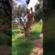 #shorts The tiger’s jumping ability is strong than the lion’s#animals
