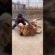 #shorts This lion is so gentle #animals #lion