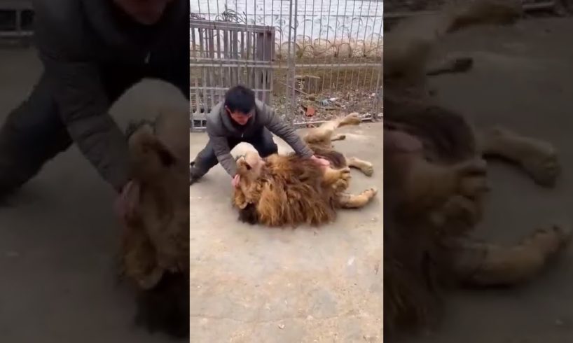 #shorts This lion is so gentle #animals #lion