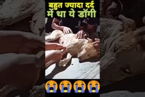#shorts सही समय पर बचा लिया  Emotional dog rescues#shortvideo