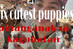 six cutest puppies pinanganak sa kagubatan