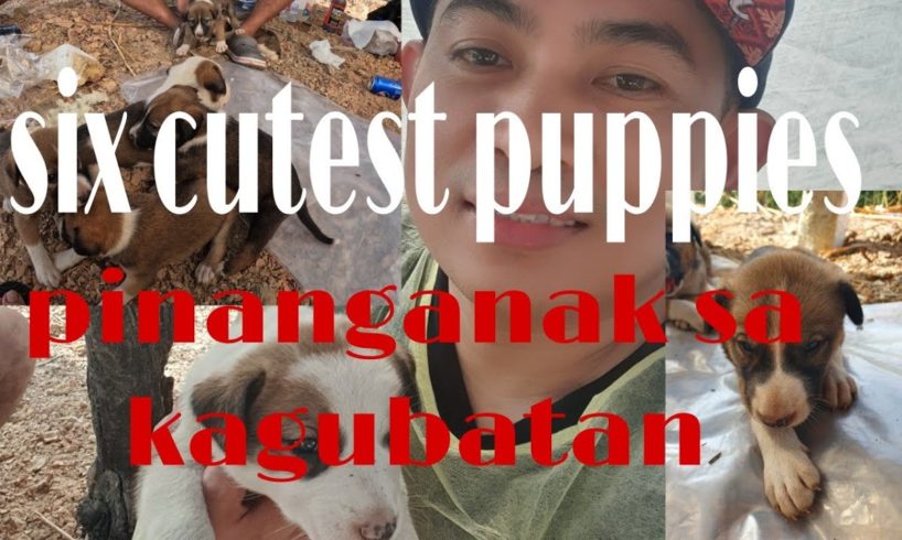 six cutest puppies pinanganak sa kagubatan