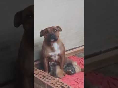 the dog had a good heart when she adopted this abondoned kittens #short #abandonedkittens #kitten