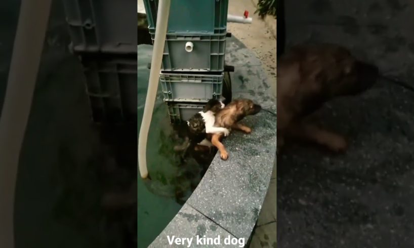 very kind dog