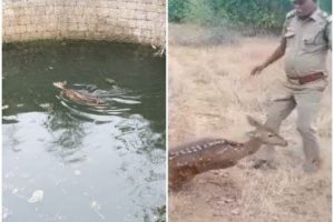 wild animal rescue by forest department #2022rescue #rescue