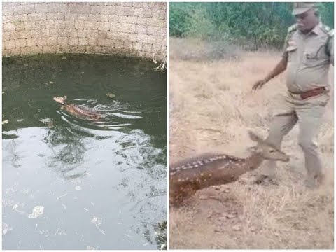 wild animal rescue by forest department #2022rescue #rescue